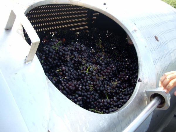 Membranas de prensado de la uva